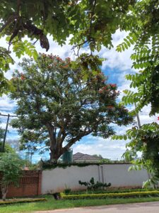 African tulip tree
