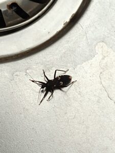 Kissing bug