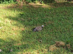 Helmeted guineafowl