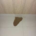 Sand by ants digging