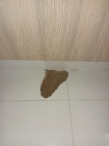 Sand by ants digging